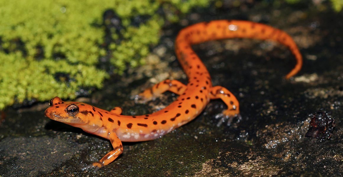 Metamorphosis is helping to explain salamander skull diversity | Natural  History Museum