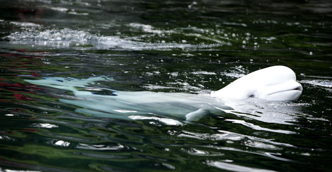 Trapped beluga whale lifted out of Seine hours before death