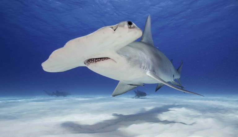 Um tubarão-martelo nadando acima de um fundo de areia.