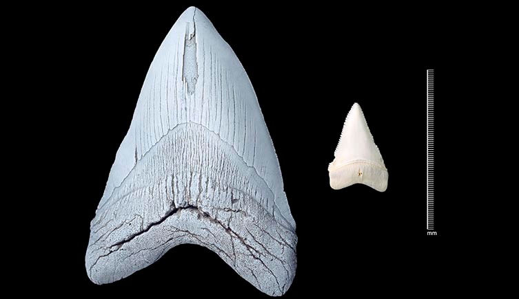 Uma comparação de tamanho de um enorme dente de tubarão megalodonte e um grande dente de tubarão branco