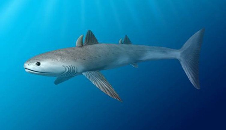 Paleoart de um extinto tubarão Cladoselache