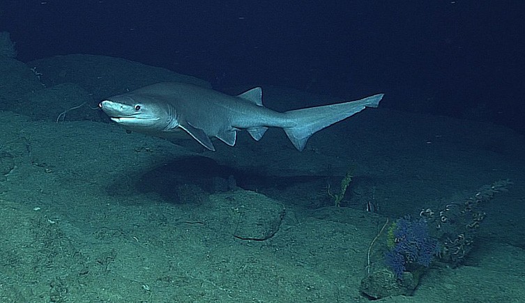 Um tubarão de seis guelras nadando logo acima do fundo do mar