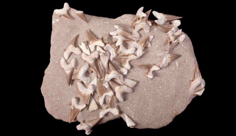 Uma pilha de dentes de tubarão fossilizados