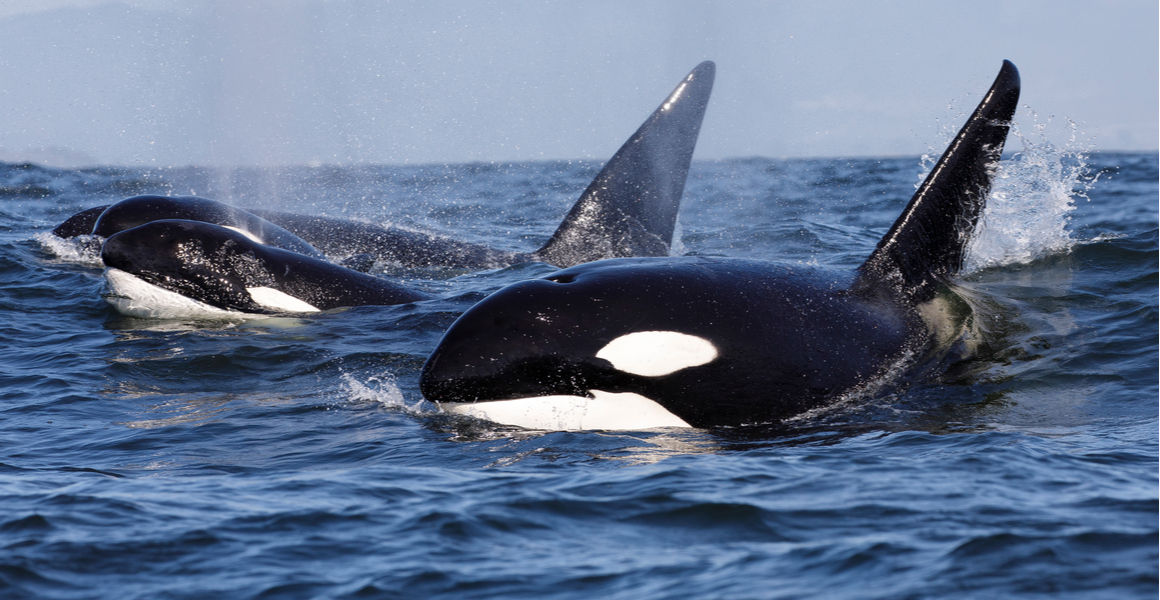 Killer whales that attack great white sharks are changing a marine ...