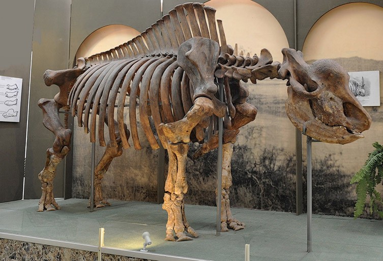 Fossil skeleton of the Siberian unicorn