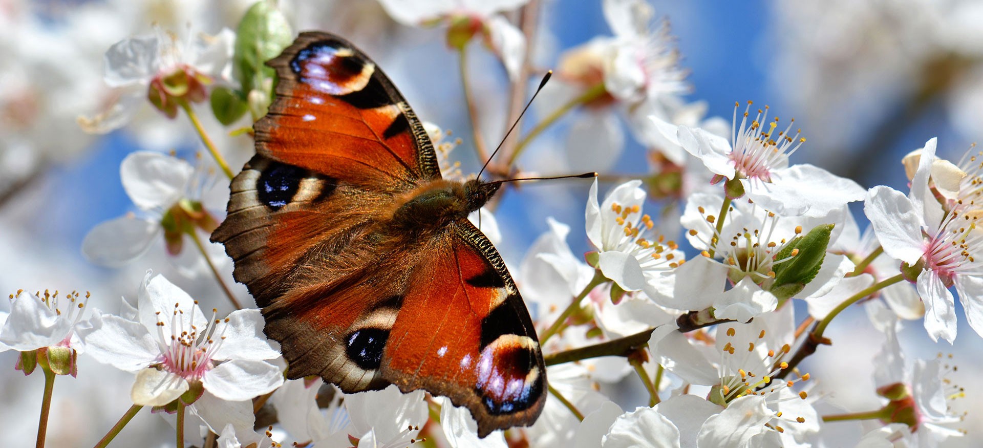 Our favourite signs of spring | Natural History Museum