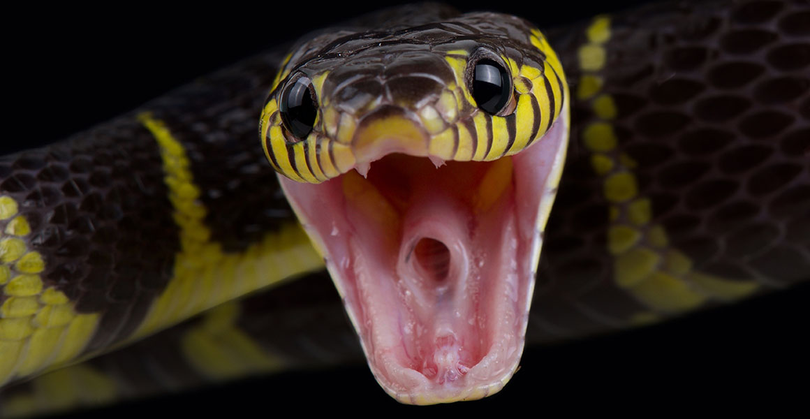 What happens when you're bitten by a venomous snake? | Natural History  Museum