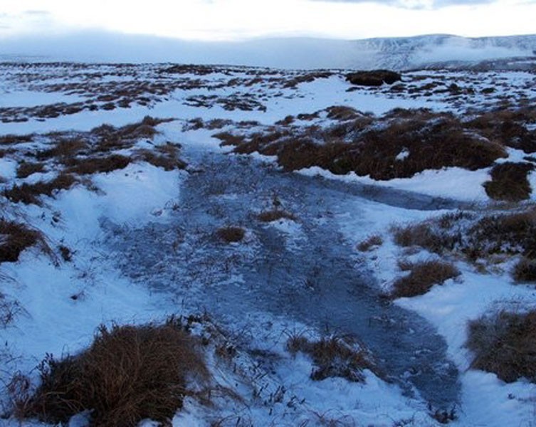A frozen peatland