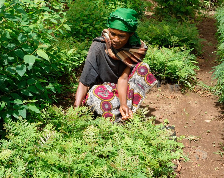 A female African farmer tends to crops in a forest