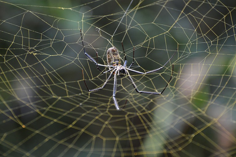 Golden silk orb-weaver on its web