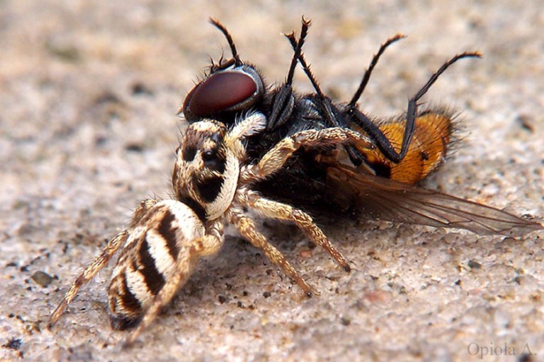 Jumping spider holding fly prey