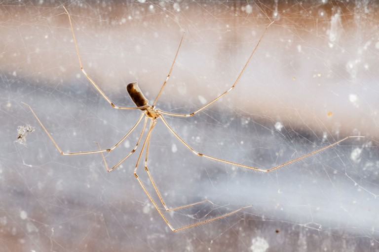Researchers discover daddy longlegs spiders capture prey using glue