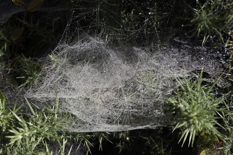 Spider Web Identification Chart