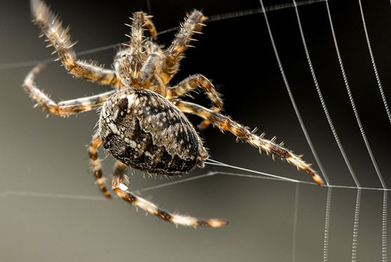 Spider spinning silk to make its web