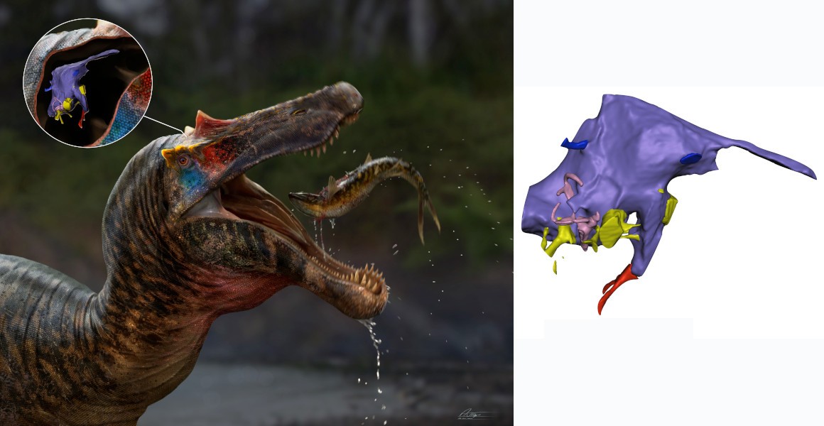 Spinosaur brain scans reveal possible new insights into their senses |  Natural History Museum