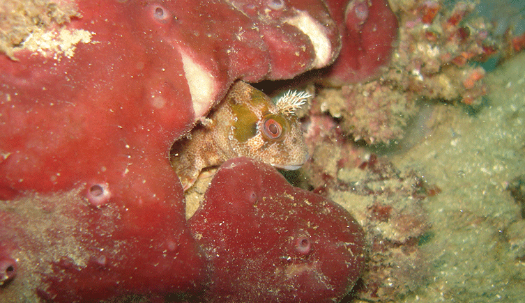 A fish hiding in a sponge