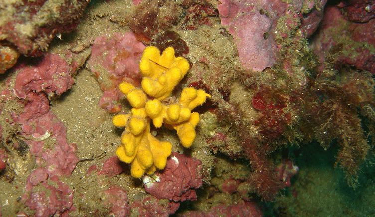Yellow sponge on the sea floor
