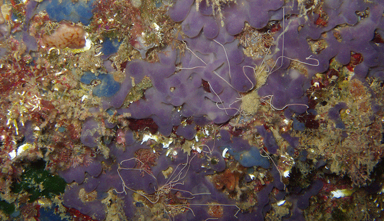 A purple sponge on the sea floor