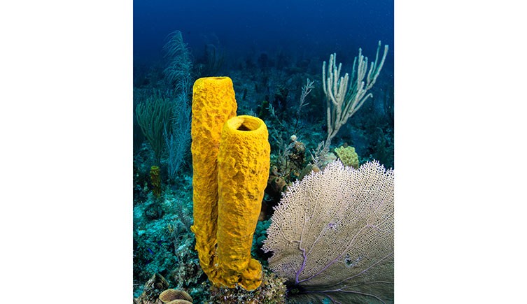 Can sponges cure cancer? | Natural History Museum