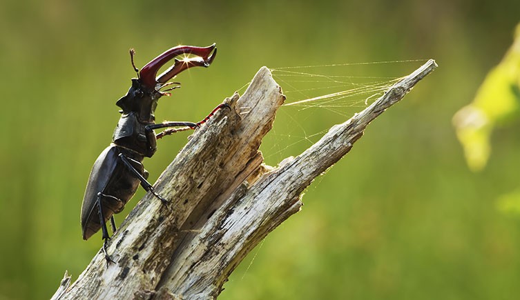 A male stag beetle standing on a dead piece of wood, with its large mandibles held high