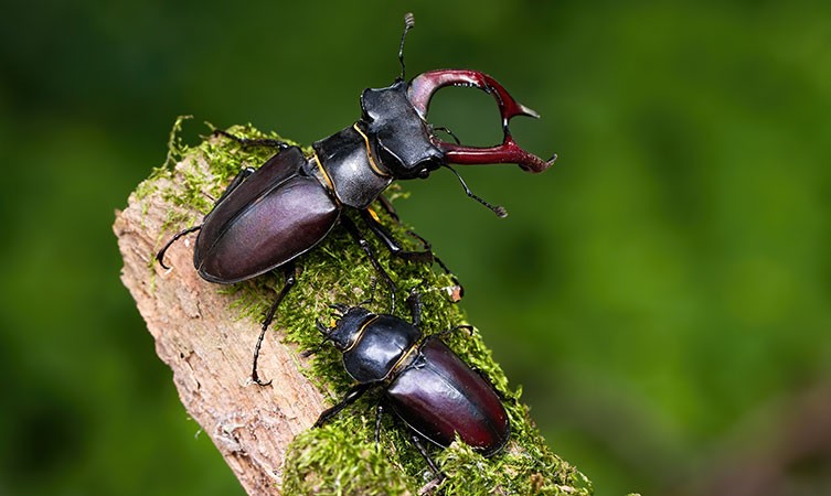 A male stag beetle and a female stag beetle on the same piece of wood