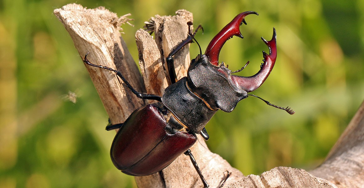 A male stag beetle clinging to a piece of wood