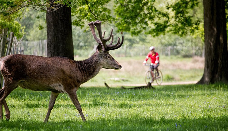 A deer, cyclist and trees in Richmond Park