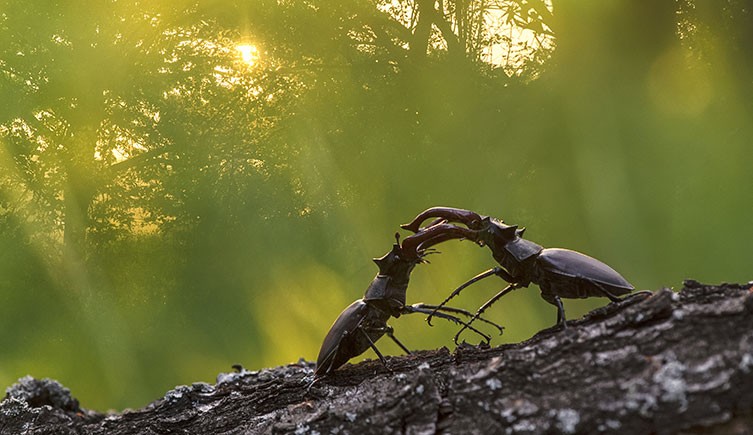 Male stag beetles fighting while sunshine streams through the trees behind