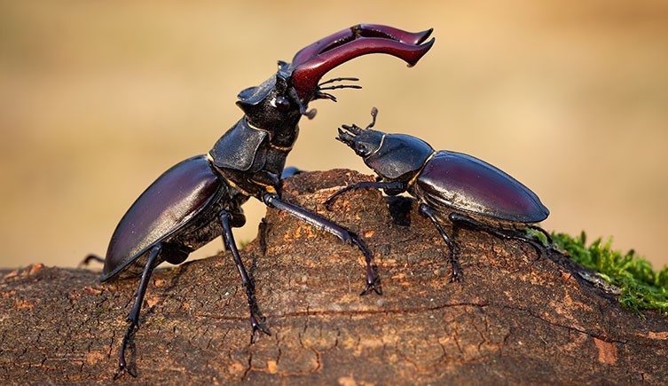 A male stag beetle stands in front of a female stag beetle