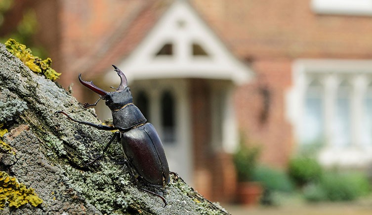 A male stag beetle on a tree trunk in front of a house