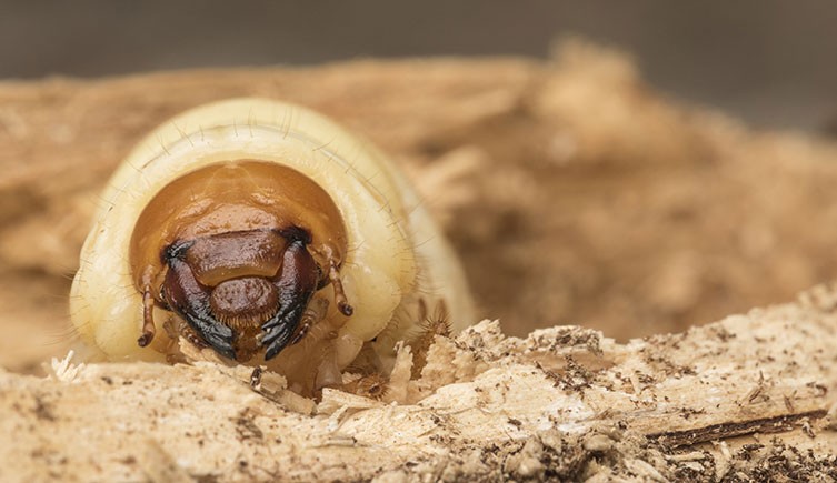 A face-on view of a stag beetle larva eating