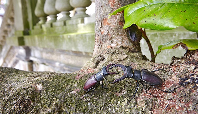 Two male stag beetles fighting on woody plant trunk in front of a balustrade