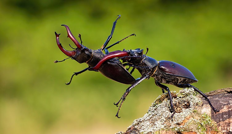 A male stag beetle holds a flailing male stag beetle in the air with his mandibles