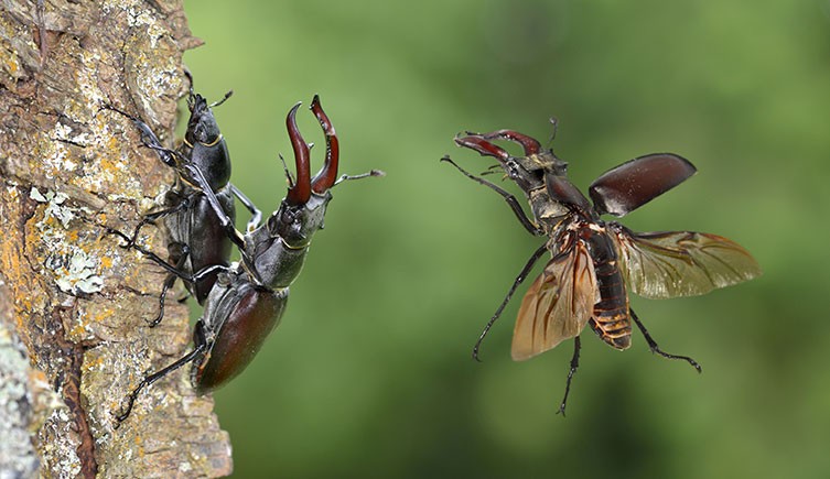 A male stag beetle flies towards another male stag beetle mating with a female beetle on a tree trunk