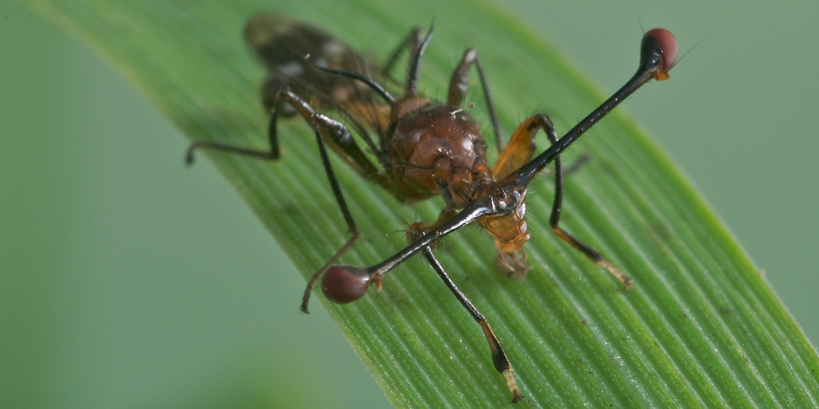 Flies That Use Their Eyes To Fight For Love Well Sex At Least 