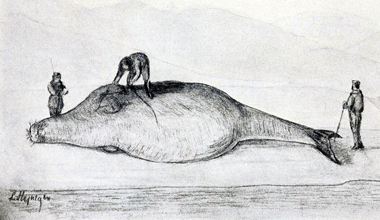 Steller's sea cow: the first historical extinction of marine mammal at  human hands | Natural History Museum