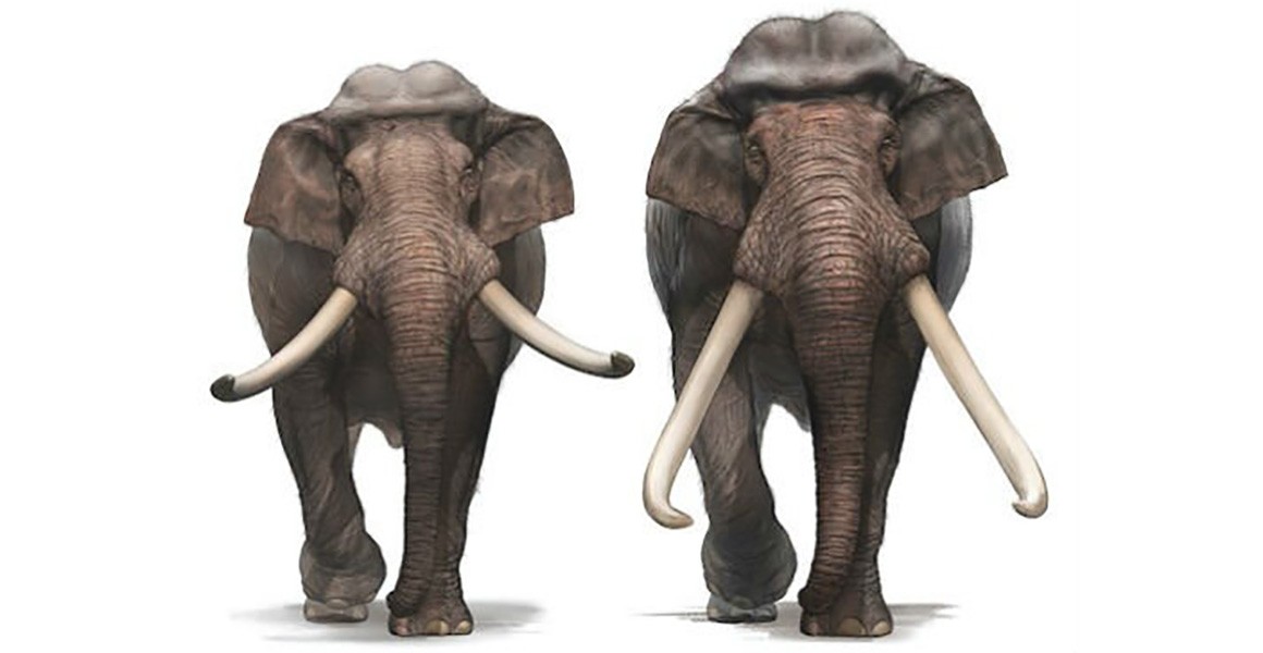 Weird skulls of straight-tusked elephants reveal just how many species  there were | Natural History Museum