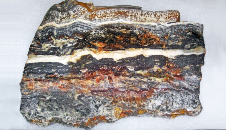 A slice of stromatolite showing clear layers on the inside