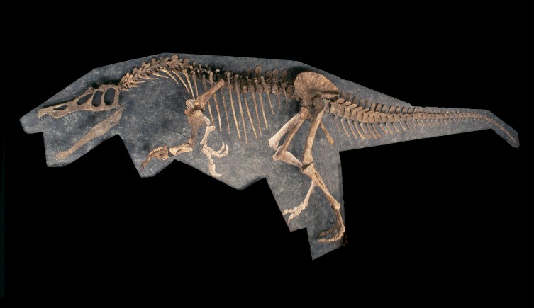 A mounted Baryonyx specimen