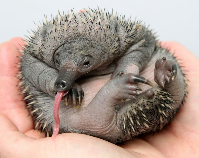 Ten reasons to love echidnas | Natural History Museum