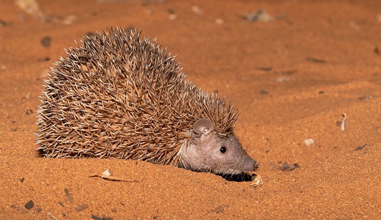 A hedgehog tenrec at night, walking over sand