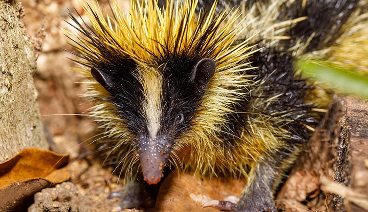A close-up of a lowland streaked tenrec's face and spines