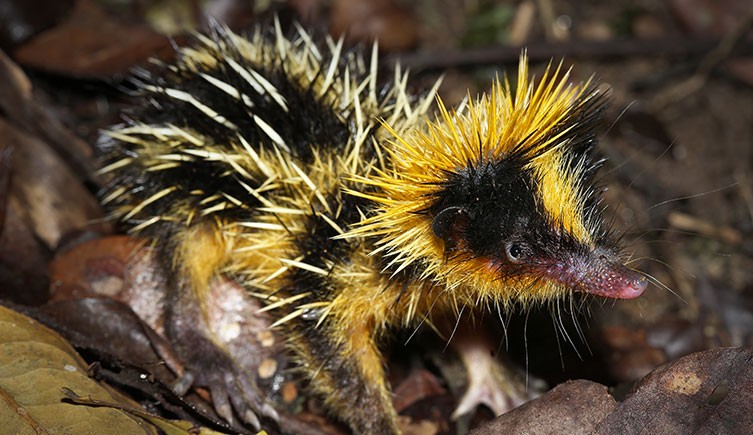 Lowland streaked tenrec on a rainforest floor