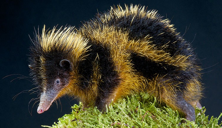 A lowland streaked tenrec standing on moss