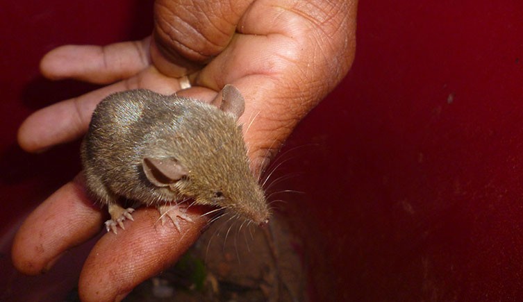 A short-tailed shew tenrec being held in someone's hand
