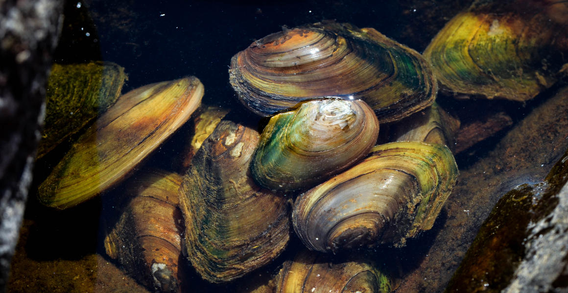 Mussels in the Thames have declined by 95% since the 1960s