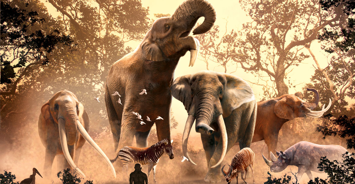 The rise and fall of elephant ancestors | Natural History Museum