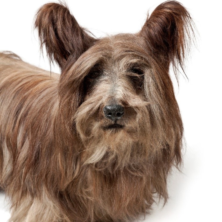 A shaggy dog story: champion Wolverley Chummie | History Museum
