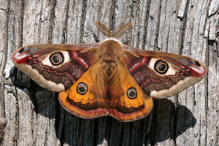 UK moths: nine of the most colourful and distinctive | Natural History ...