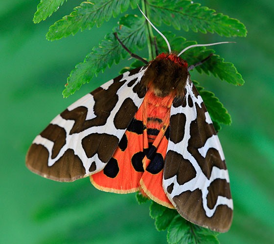 UK moths: nine of the most colourful and distinctive | Natural History ...